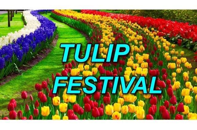 Tulip festival