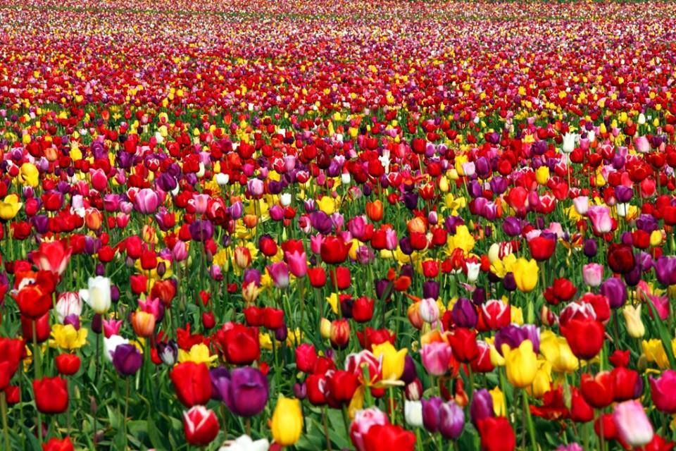 Tulip festival