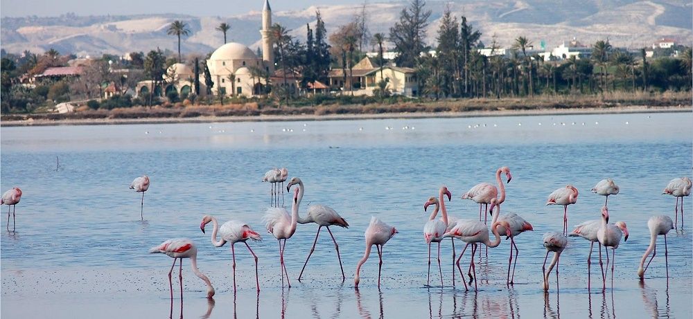 LARNACA