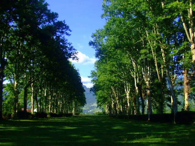 Cultural tour in Martvili canyon