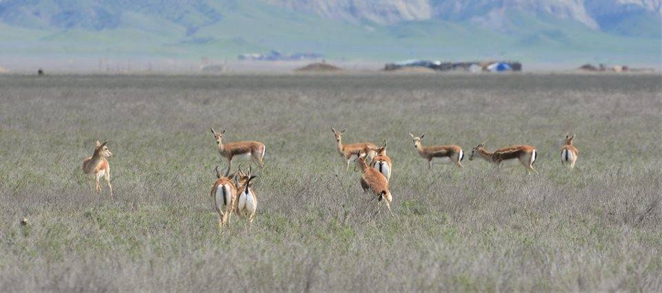 day tour of Vashlovani Nature Reserve