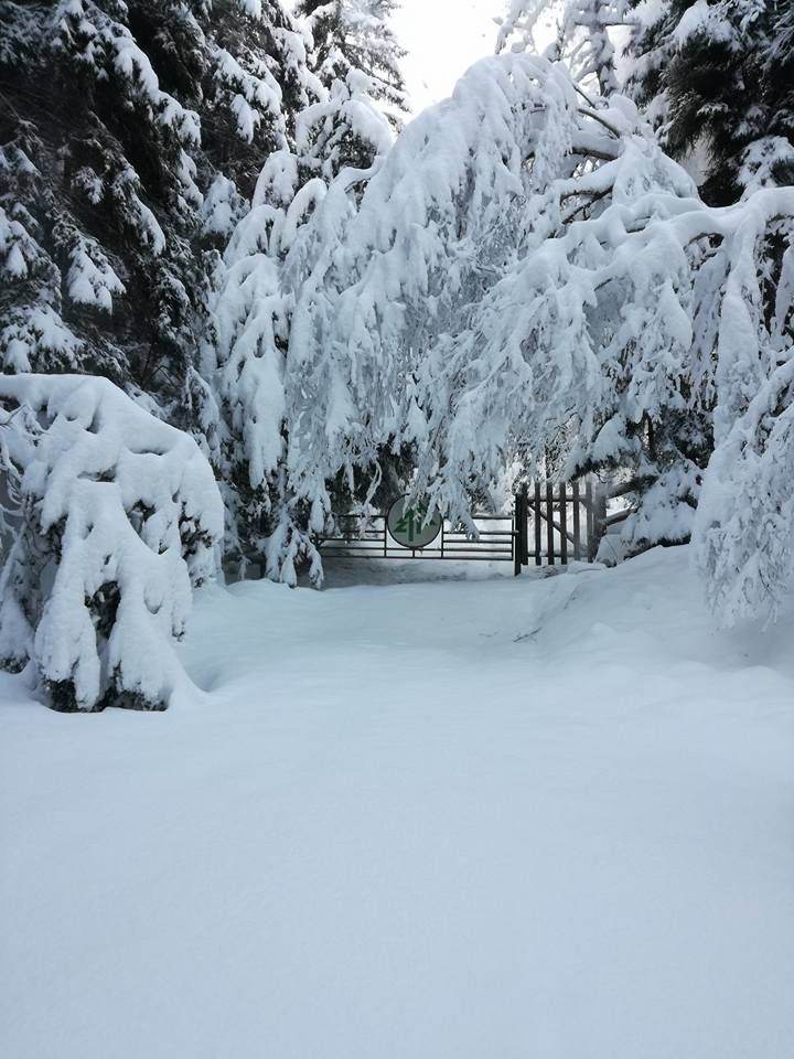 borjomi horse tours